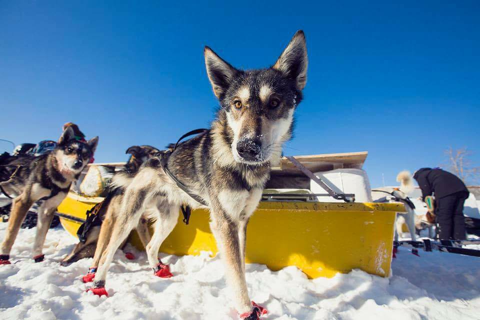 Does the Iditarod Need to be Fixed