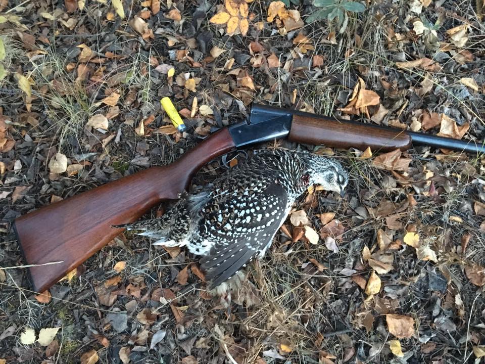 an image of Mike Rogers Model 37 and a grouse