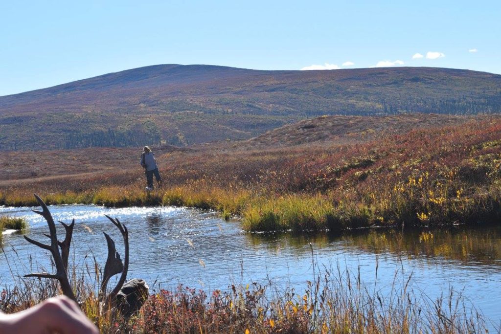 Nelchina Caribou Hunting Alaska