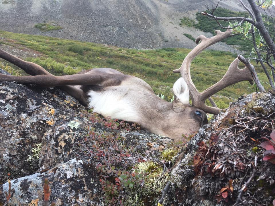 Nelchina Caribou Hunting in Alaska