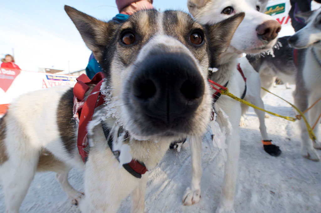 experiencing the iditarod in nome