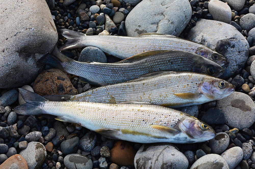 a nice catch of Grayling in Alaska