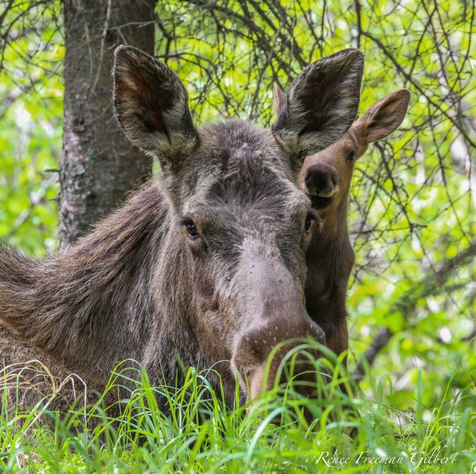 Baby Moose