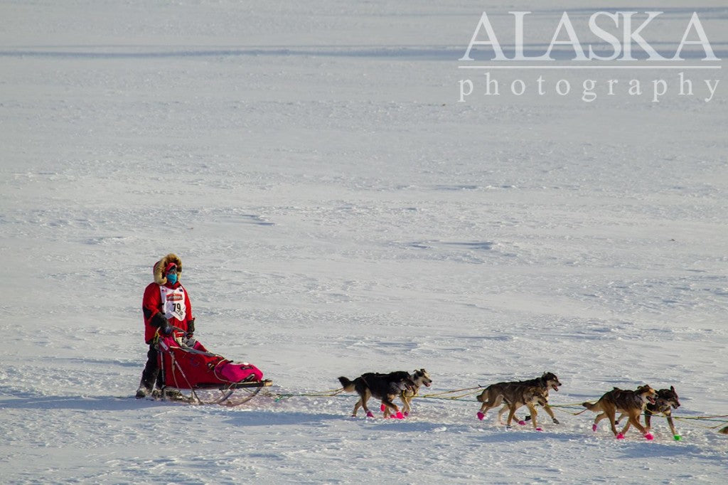 Nenana The Alaska Life Iditarod 2015 Day 2 Updates 