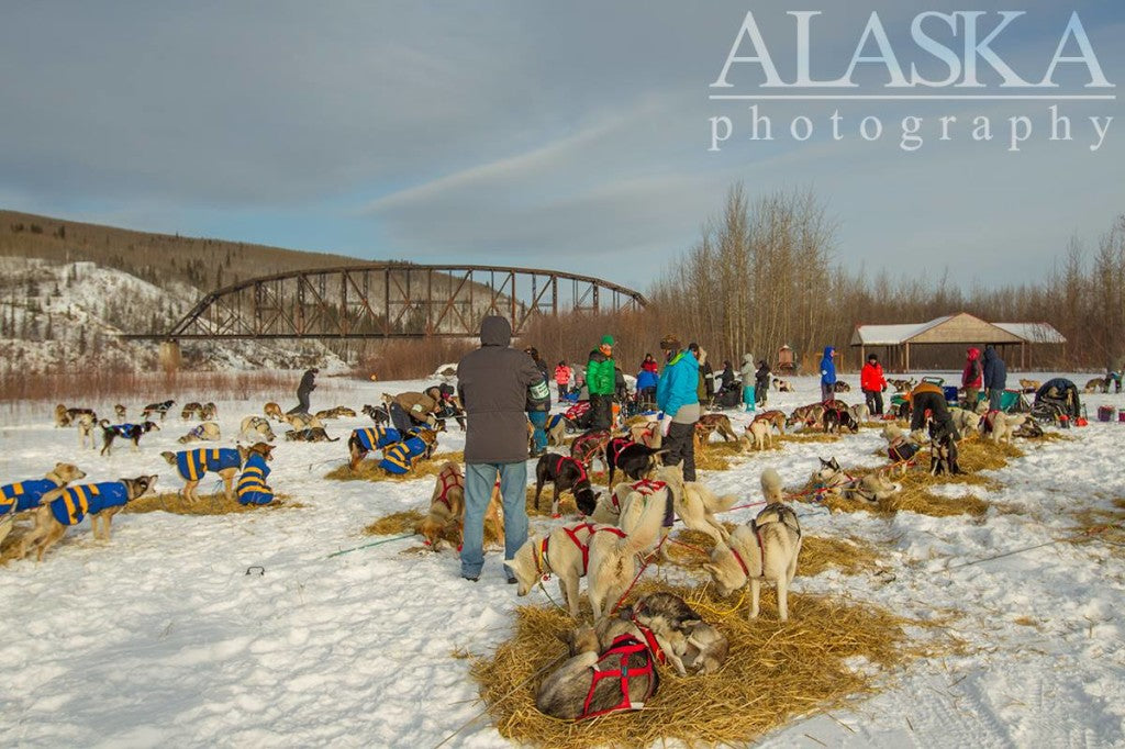 Nenana Checkpoint The Alaska Life Iditarod 2015 Day 2 Updates 