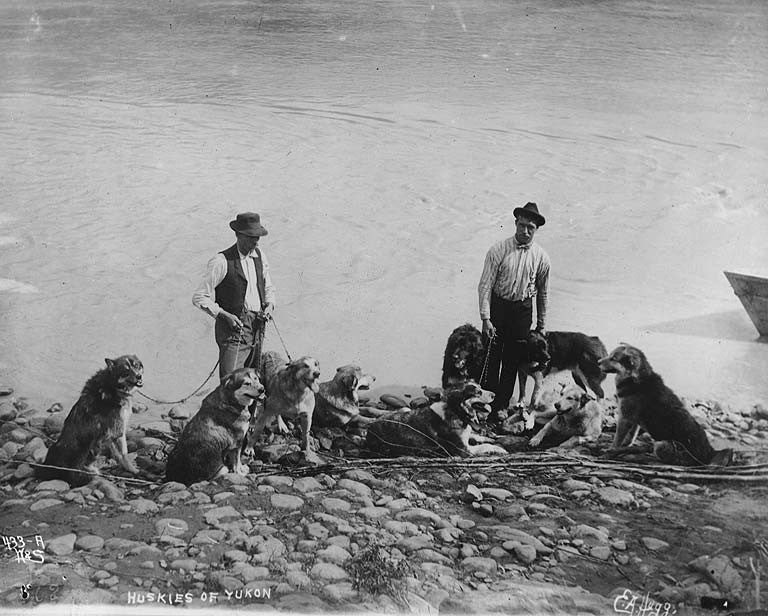 sled dogs at the yukon river - dog races - heinie snider