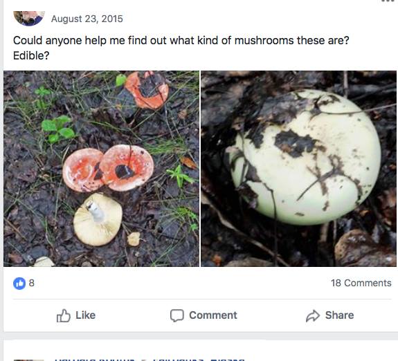 Wild Alaska Mushrooms