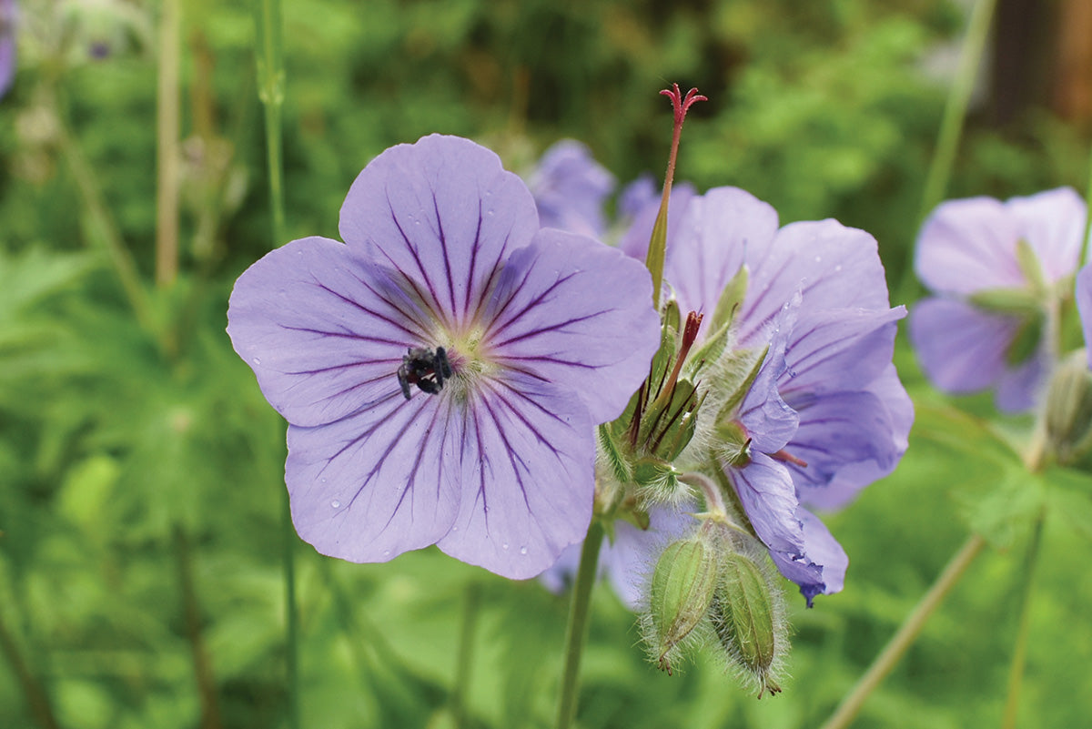 Wild Geranium Alaska Perennial