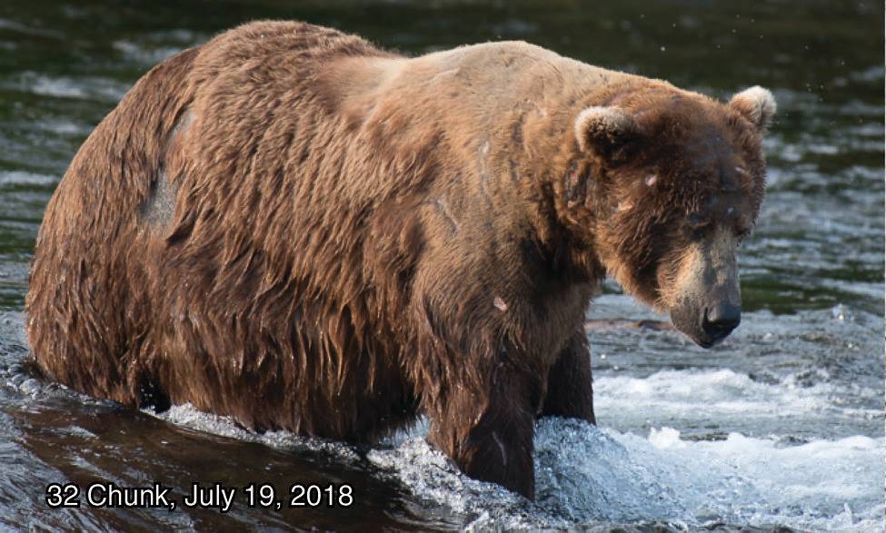 alaska brown bears