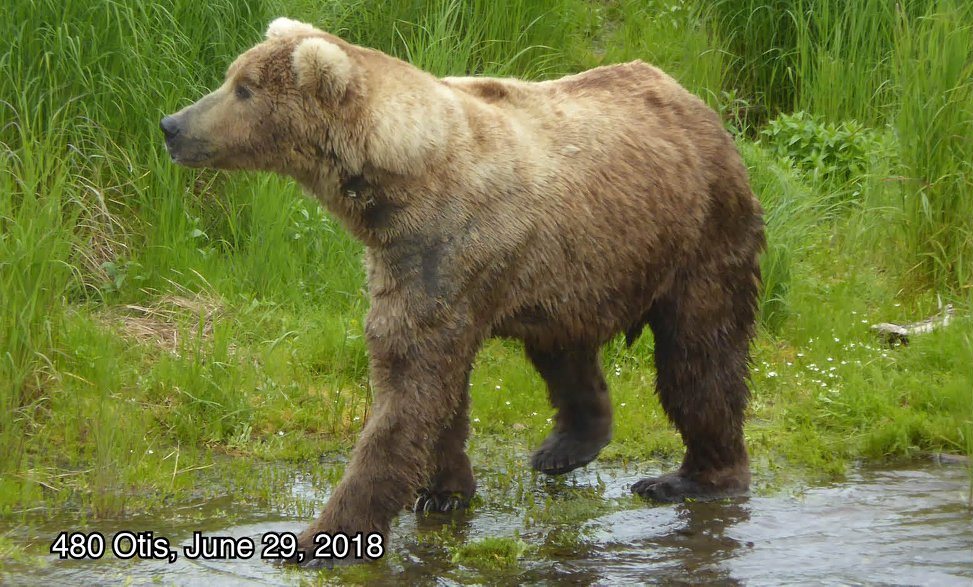 alaska brown bears