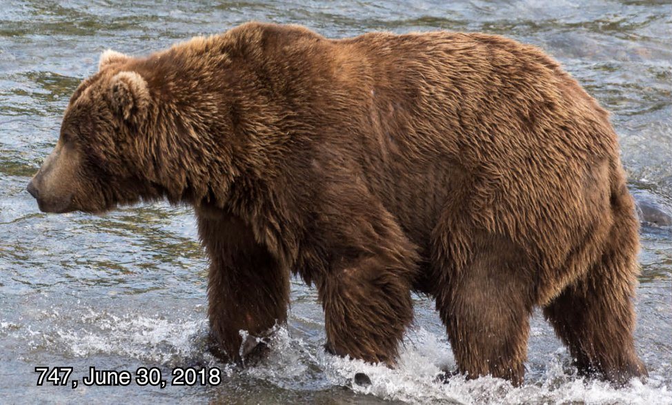 alaska brown bears