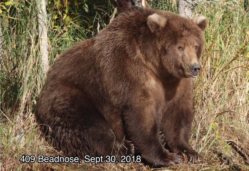 alaska brown bears