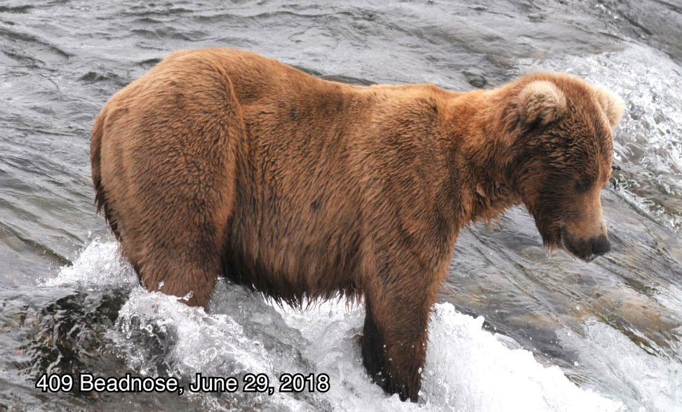 alaska brown bears