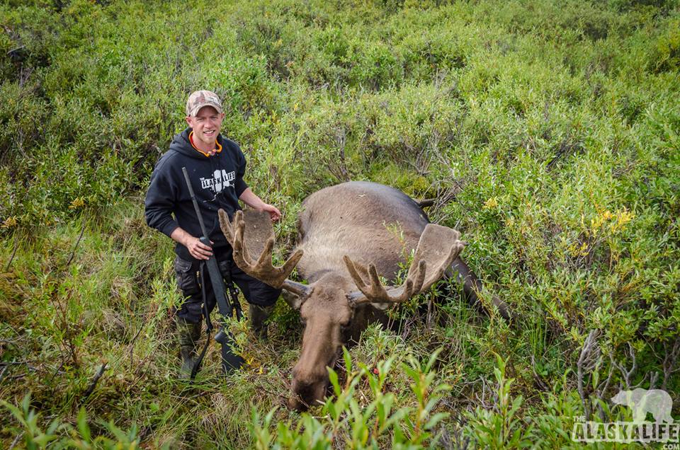 alaska moose hunting