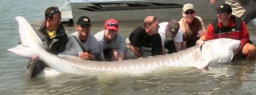 Iliamna Lake monster alaska 