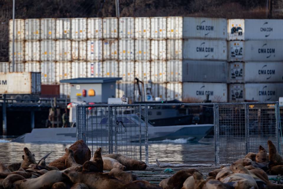 cca mk1 kodiak island sea lions