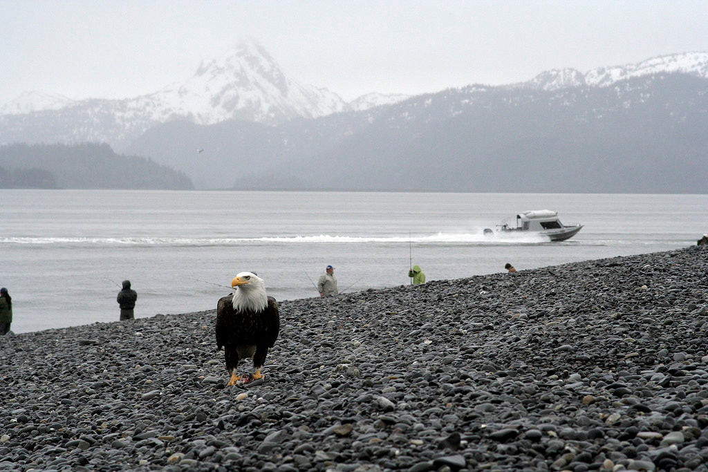 bald eagle homer alaska