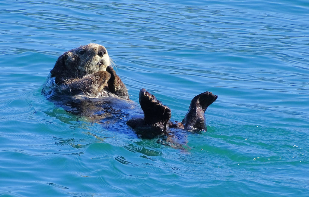 otter homer alaska