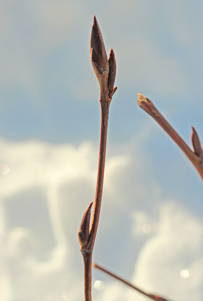 Balm of Gilead Treat Dry Skin With This Amazing Alaska Tree