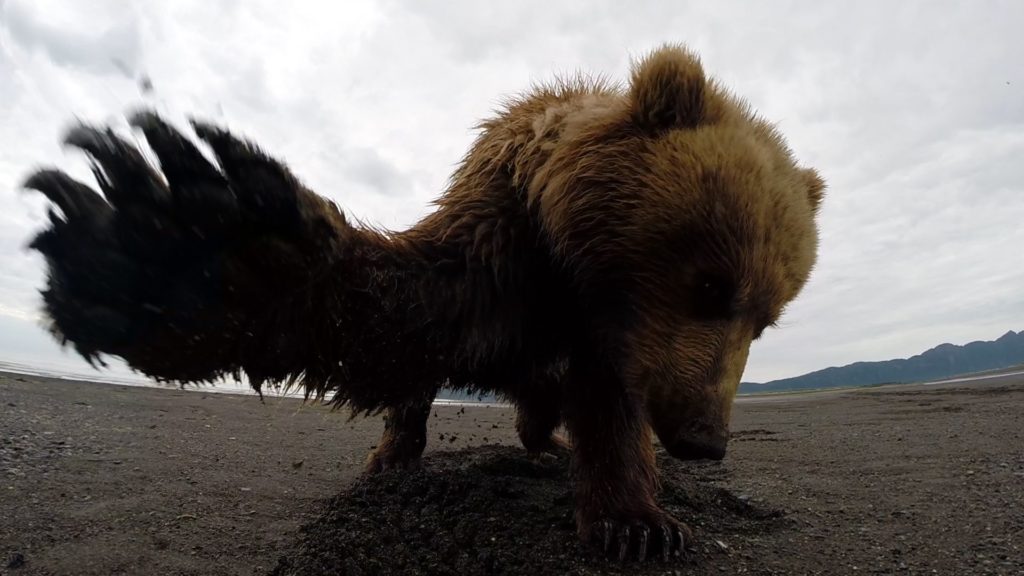 Alaska bears acting like humans
