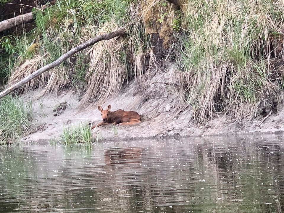 moose calf rescue