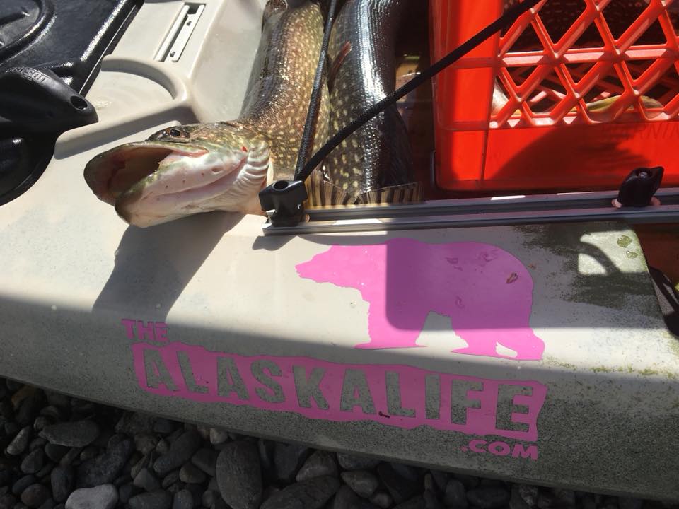 northern pike the alaska life