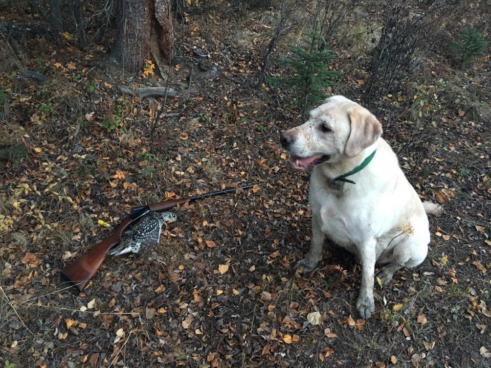 an image of Mike Rogers Model 37, lab and a grouse