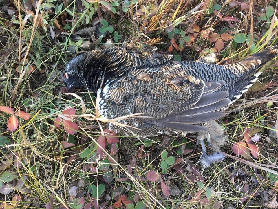 an image of a spruce hen