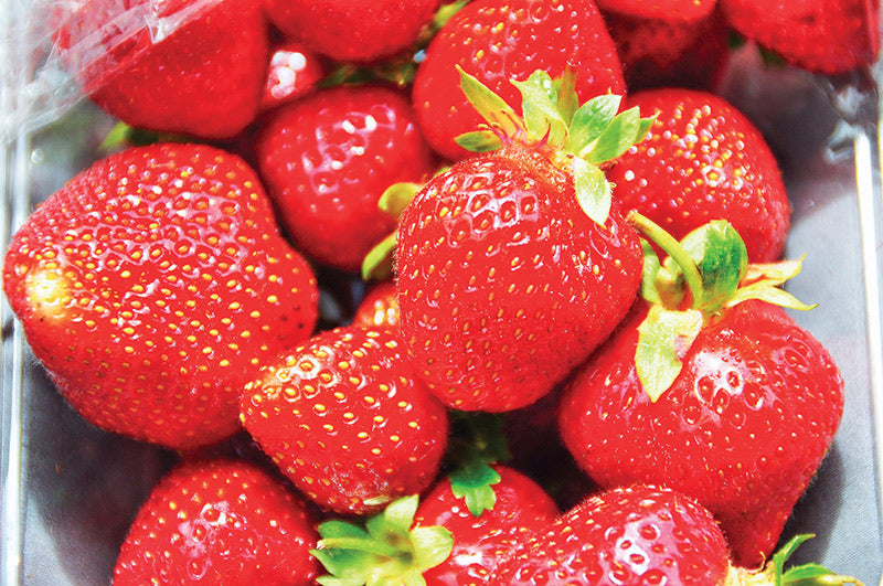 Growing Strawberries in Alaska