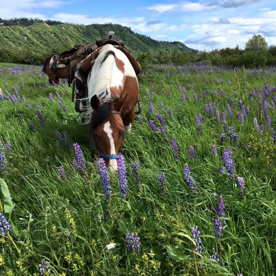 horseback riding homer alaska