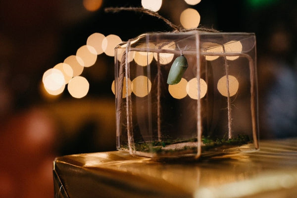 live monarch butterfly chrysalis in clear box display perfect as unique and meaningful gift favors