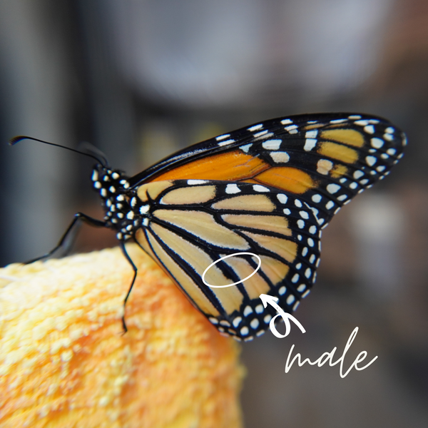 how to see if a monarch butterfly is male boy or female girl. This is a male boy monarch butterfly resting. 