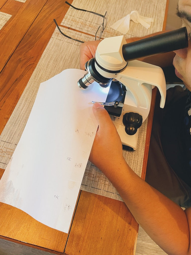 testing monarch butterflies for OE under microscope 