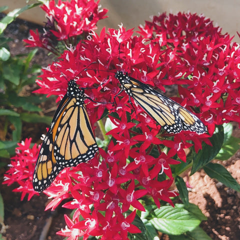 Pair of monarch butterflies on a red pentas plant 