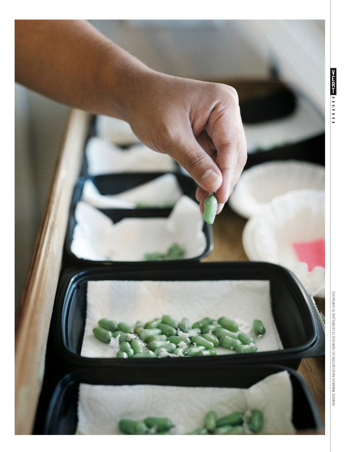 article feature in Kakaako vert magazine. A Hawaii's local publication based in Ward, Kakaako, Honolulu, Oahu, Hawaii. It's a local lifestyle and business magazine. Owner Henry holding up fresh monarch butterfly chrysalis. 