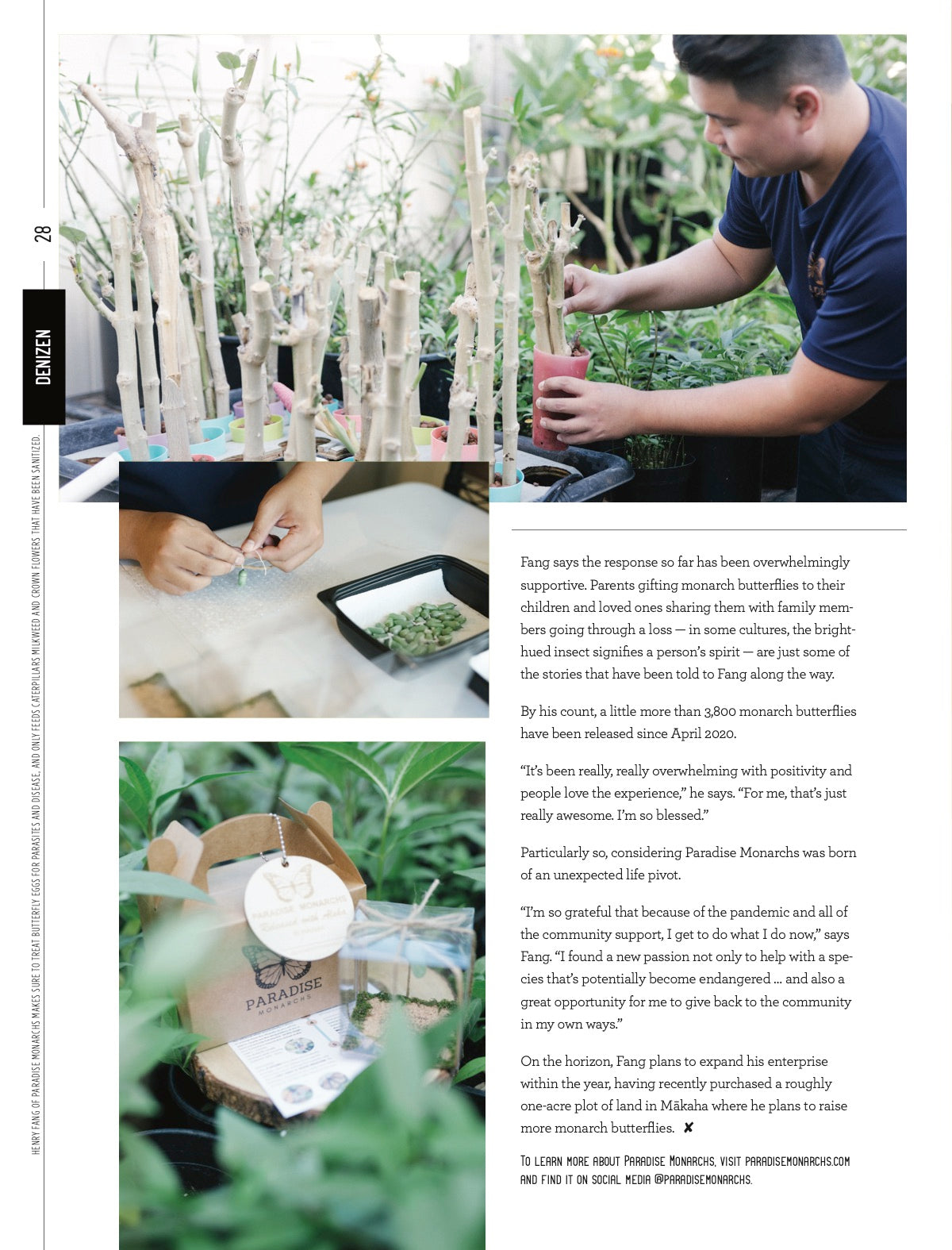 article feature in Kakaako vert magazine. A Hawaii's local publication based in Ward, Kakaako, Honolulu, Oahu, Hawaii. It's a local lifestyle and business magazine. Photo featuring propagating milkweed crown flower plant, tying chrysalis and live monarch butterfly chrysalis box packaging and gift set. 