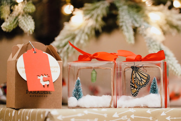 live monarch butterfly chrysalis box in hawaii perfect as unique meaningful eco-friendly Christmas gift 