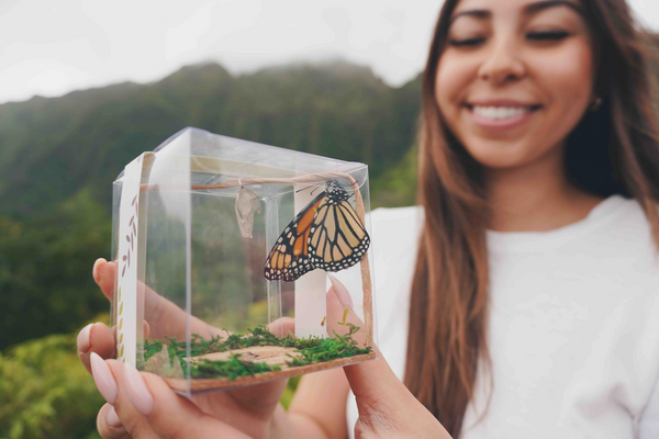 live monarch butterfly release in Hawaii