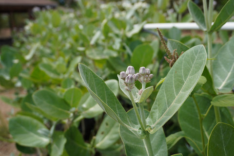 giant milkweed or crown flower 