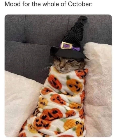 Cat wrapped in a halloween pumpkin blanket with witch hat on - Me all month of october meme