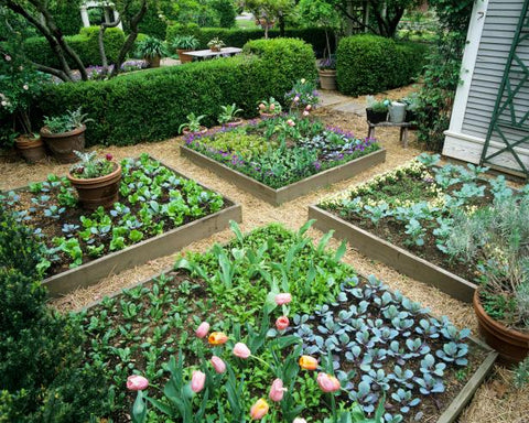 Image of a communal garden.