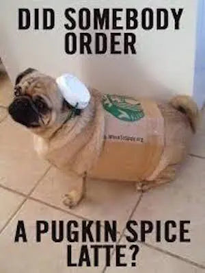 did somebody say PUGKIN spice latte?