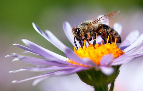 Image of a bee sitting on top of a purple flower in an outdoor setting