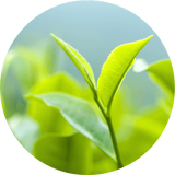 Green tea logo