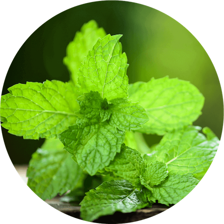 Peppermint Oil