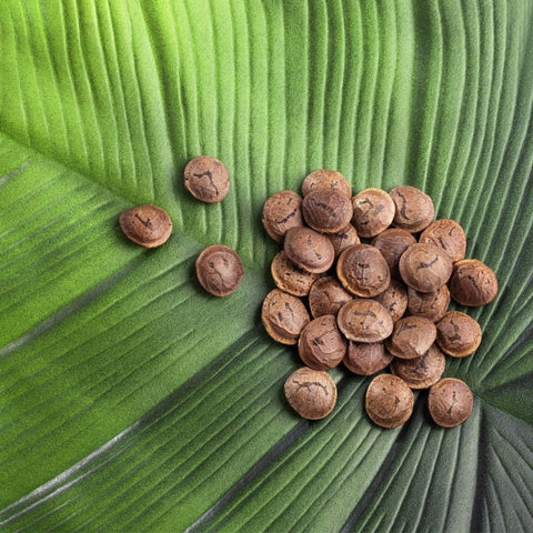 Image of Sachi Inchi Fruit seeds on a palm leaf. 