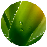 aloe vera plant logo