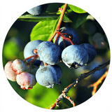blueberry logo photo