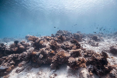 dying coral reef