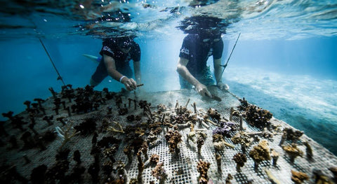 Coral gardeners planting coral fragments